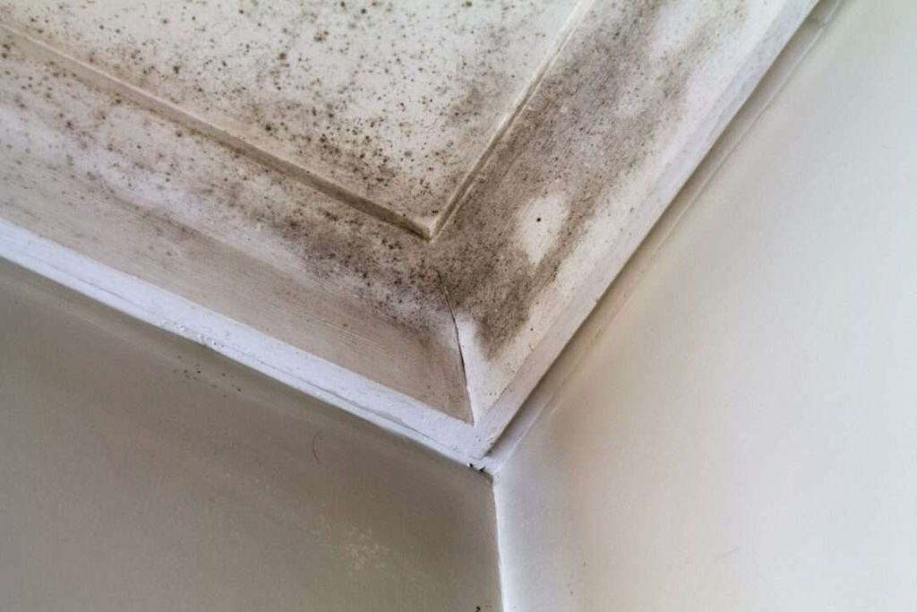 Close-up of a ceiling corner with visible black mold and mildew stains on the white molding, indicating moisture damage—an issue greenlink solutions can help address for healthier indoor environments.